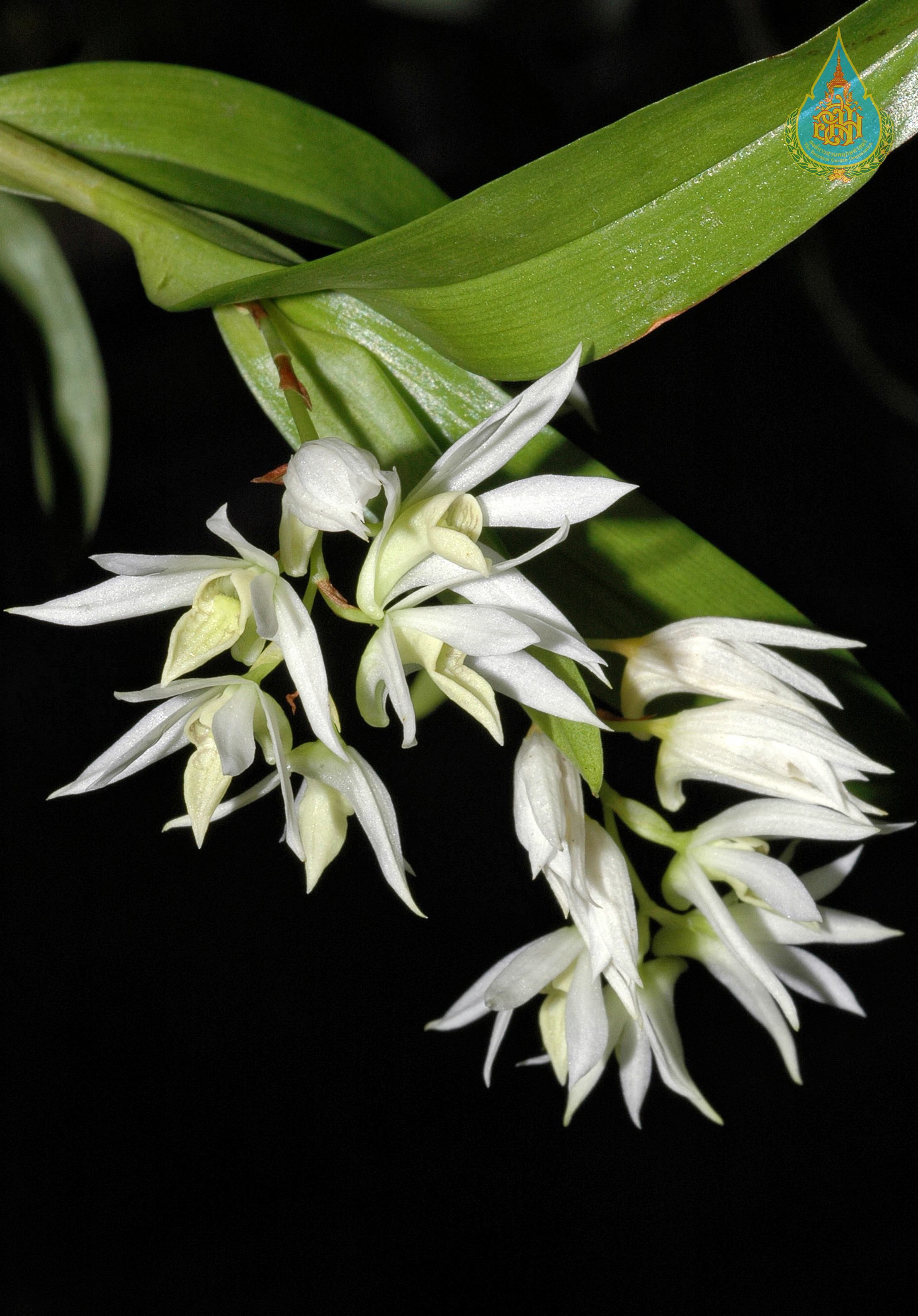 เอื้องข้าวตอกปากแหลม Dendrobium cuspidatum Lindl.<br/>ORCHIDACEAE